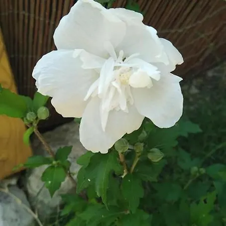 Le Clos Des Olivettes 3* Sainte-Croix-de-Quintillargues